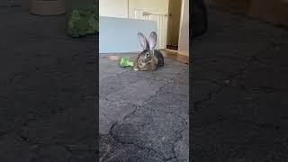 Flemish Giant Rabbit's Intriguing Response to Rabbit Sounds!