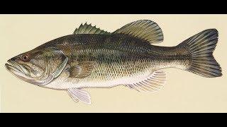 Top 5 Baits For Fishing (Ben's video)