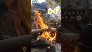 Exploring the Mountains️ ASMR #relaxing #campingasmr #mystery #shorts