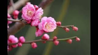 The Bunny Bunches Vlog 46: Anna May Wong Plum Blossom Craft