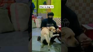 chor vs labrador ..#dog #labrador #shorts #youtubeshorts #ytshorts #pets