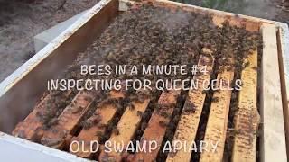 Bees in a Minute #4: Inspecting for Queen Cells