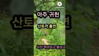 산토끼  귀헌디 찰칵 햇 써라