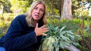 How to divide lungwort (Pulmonaria)  Deer-resistant shade plant