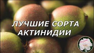 Лучшие сорта актинидии