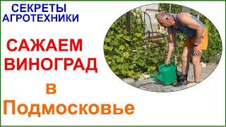 Посадка винограда в Подмосковье. Вот сейчас пора! Чем проще, тем лучше.