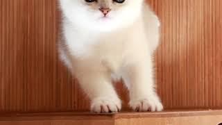 Please play with me.