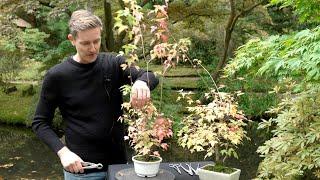 How to get a thick Bonsai trunk