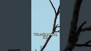 Why Don't Birds Fall Off Trees While Sleeping?  #science