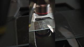 Sampling freshwater? Guess Again! #microscope #microorganism #nematode #parasite