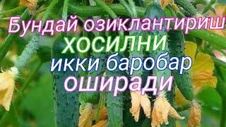 Бодринг хосилдорлигини ошириш учун бериладиган микроэлементлар ва минирал угитлар микдори