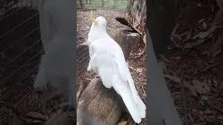 Talking Cockatoo ️