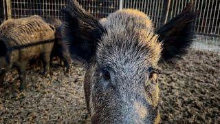 POACHERS taking down hogs at my trap for BOUNTY is a real problem.