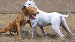 Pitbull VS Dogo Argentino Real Fight - Dogo Argentino VS Pitbull - Blondi Foks