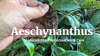 Aeschynanthus Lipstick Plant Information & Care