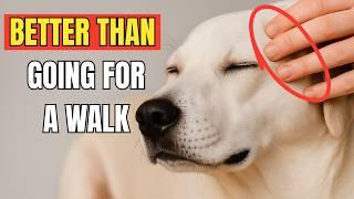 13 Things Dogs Love More Than Walks – Most Owners Don’t Even Notice