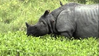 One-horned Indian Rhinoceros