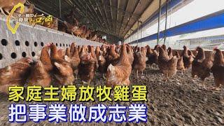 家庭主婦愛護動物戶外放牧養雞 快樂母雞人道雞蛋∣一步一腳印【家庭主婦的放牧雞蛋】20250608
