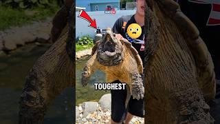 Top 3 Toughest Shells in Nature!  #facts #animalfacts #wildlife
