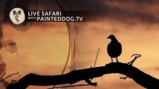 LIVE Safari Sponsored by the Painteddog tv Pack | 1 January 2025