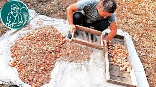 We have been using these methods for 30 years | Removing debris from the onion crop