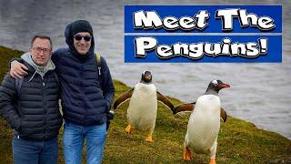 Where to see penguins - Our excursion to Bluff Cove Falkland Islands. (Jan 2020)