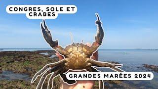 Pêcher des crabes en Bretagne, c'est pas compliqué ! Grandes marées 2024