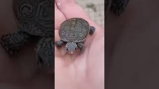 #animals #shokeen ‍ #transformation