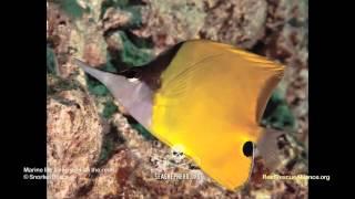 Longnose Butterflyfish