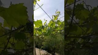  Uzbekistan grapes #shorts #grape #grapefruit #grapevine