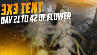 Complete Guide to Growing Weed, Spiderfarmer SE-5000 & 3x3 Tent