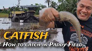 FISHING VIDEO!! - CATFISH & SNAKEHEAD  IN  PADDY FIELD