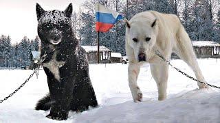 10 Crazy Russian Dog Breeds!