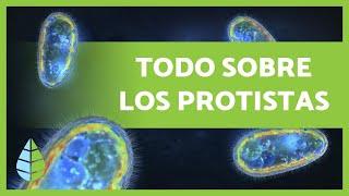 REINO PROTISTA Definición, características y clasificación