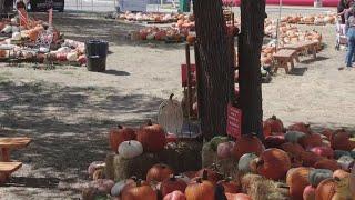 Universal City holds free community pumpkin patch with the help of volunteers