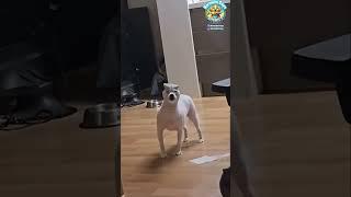 Dog Tries to Jump Into TV for Treats!