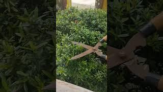 Trimming   Dwarf Santan Plant #shortsvideo #trimmer #plants p