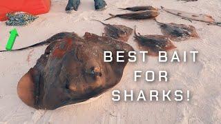 What is the best shark bait? How to catch sharks from the beach. (Anna Maria Island, FL- Fishing)