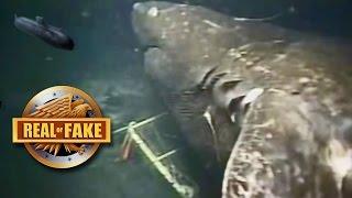 MEGALODON Caught On Camera- real or fake