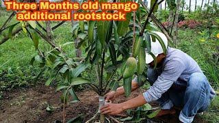 SUPPORTING ROOTSTOCK: THREE MONTHS OLD MANGO.TUTORIAL & TIPS/ Gha Agri Tv