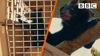 Inside the difficult battle with illegal bear hunters - BBC