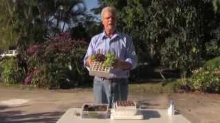 How To Start Your Own Plants With Mighty Fine Gardens Seed Rafts