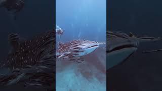 Remora Fish Go For Ride On Whale Shark!