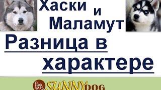 хаски и маламут разница в характере.какая разница в характере хаски  и маламута?