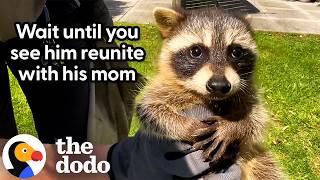 Mama Raccoon Hid All Her Babies On A Balcony | The Dodo