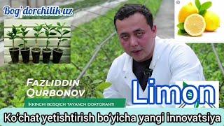 Limon qalamchalaridan ko‘chat yetishtirishning innovatsion usuli va payvand qilish sirlari.