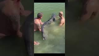 135lb Thor, Monster Catfish descends into the Abyss. Stunning Wels catfish. Awesome Fish #fishing