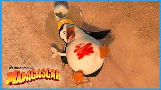 Operation Tourist Trap  | DreamWorks Madagascar