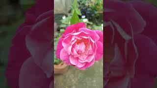 shorts #combo offer# sale#3 plants