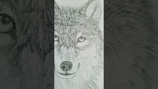 Tryna sketch a wolf... #animal #wolf #art #sketching